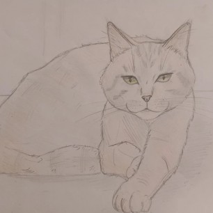 Загадочный кот