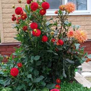 Мои любимые цветы