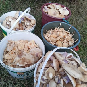 В лес по грибы