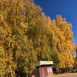 Осень золотая, расписные листья.