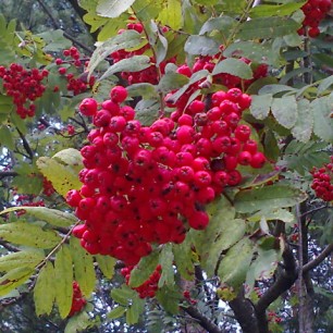 Осенняя рябинка
