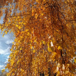 Золотой лес
