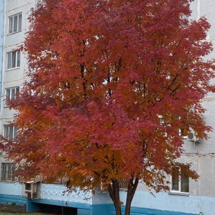Контрасты осени