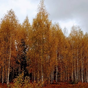 Осень золотая