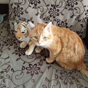 "Мой любимый котик!"