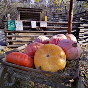 Дары осени