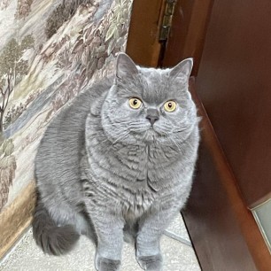 "Кот учёный"