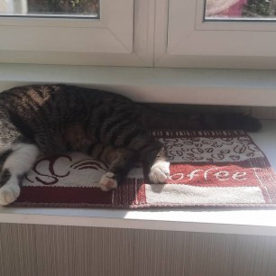 Кот Ролик