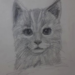 Котик