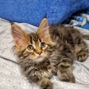 Мой котенок