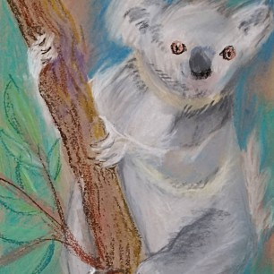 Коала