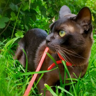 Мой прекрасный котик в деревне на природе