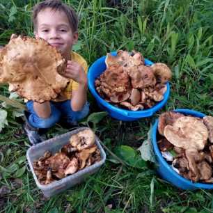 Маленький грибник