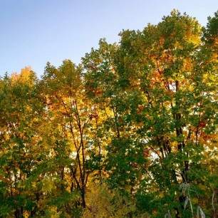 Краски осени