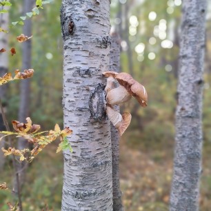 Причуда природы