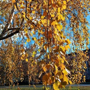 Краски осени