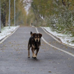 Осенняя прогулка под первым снегом