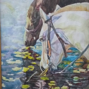 Лошади пьют воду