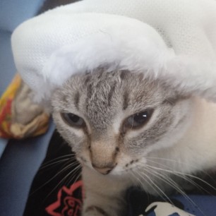 Сима к зиме готова.