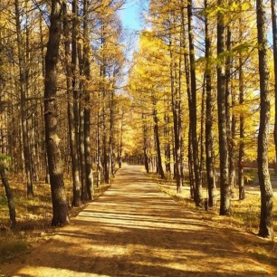 Золотая аллея