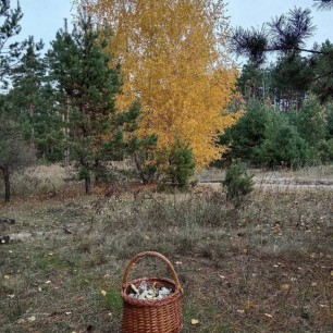 «За грибами в лес пойдём»