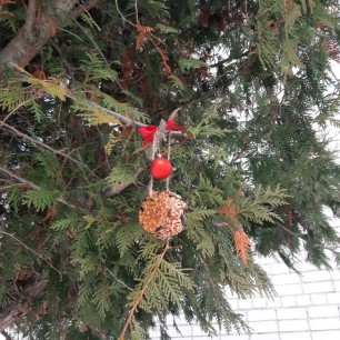 Поможем птицам зимой