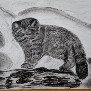 Кот манул