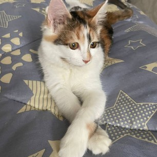 Уши,лапы и хвосты