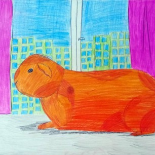 Морская свинка