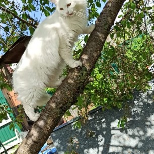 "Чем я не снежный барс?!"