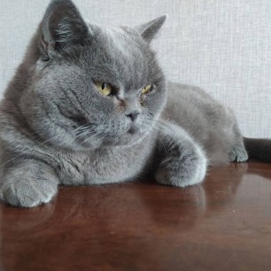 Котофей
