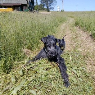 Лохматые помощники.