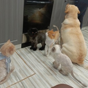 Собаки и кошки наши верные друзья!