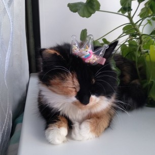 Кошечка в короне