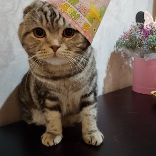 Котик Сиропчик