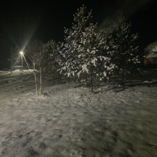 Деревья в первом снегу.