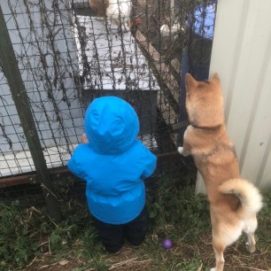 "А что там куры делают?"