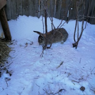 Дикие животные в зимнем лесу