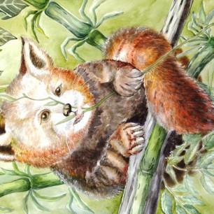 Красная панда