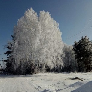 Белая берёза