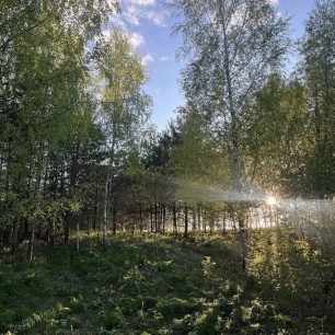 Лесное волшебство