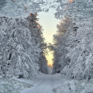 Зимний лес