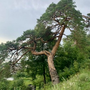 Красавица сосна