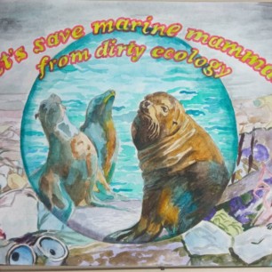 Морские котики