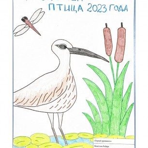 "Зоркий кроншнеп"