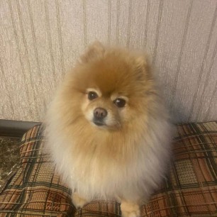 Лучшая собака