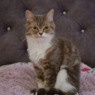 Кошарка