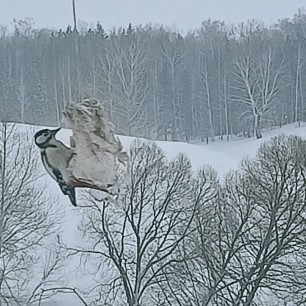 Обед