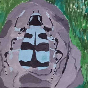 Жук усач Небесный