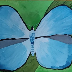 Голубянка Икар